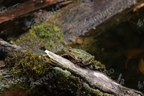 Preview: Wisconsin frog