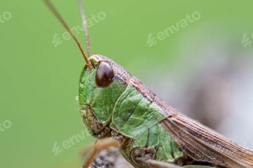Preview: Green grasshopper zoomed in
