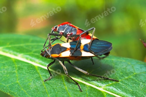 Preview: Firebugs in Antigua, Guatemala, Central America