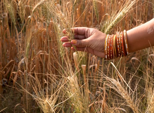 Preview: Closeup of Indian woman's hand touching wheat in a field,