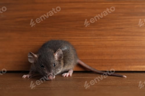 Preview: Small Brown Mouse on a Wood Grain Surface