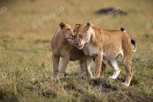 Preview: Female lions, lioness captured walking on a grassland captured in a savanna