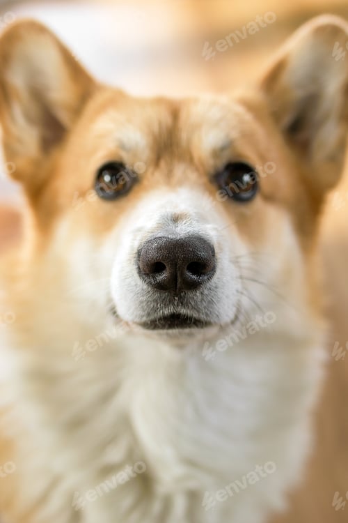 Preview: Close up portrait of adorable playful corgi dog with a happy expression. Concept of care of dogs.