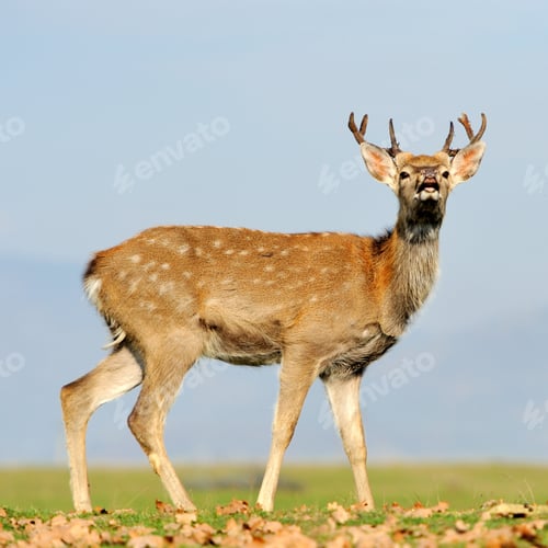 Preview: Deer in autumn field