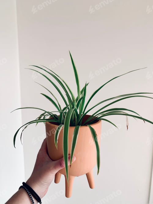 Preview: Hand holding plant