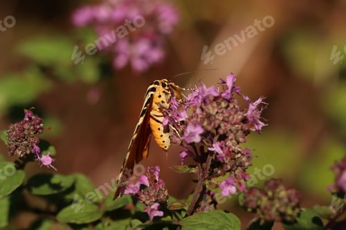 Preview: nature, insect, butterfly, summer, plant, wing, flower, beautiful, orange, beauty, green, color, spr