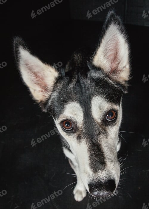 Preview: puppy husky portrait