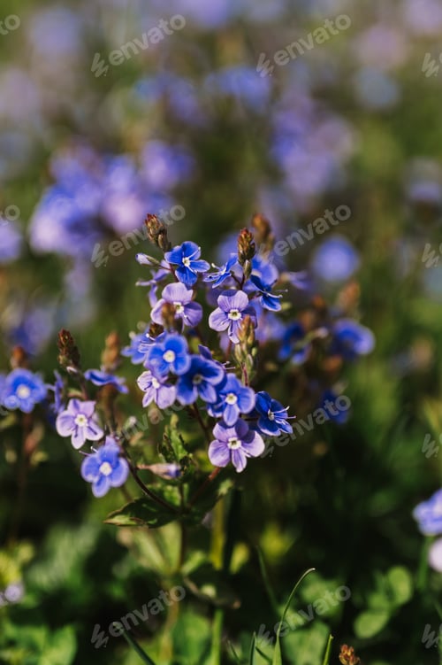 Preview: forget-me-not (myosotis sylvatica) flowers. first bright blue blooming little wildflowers in full bl