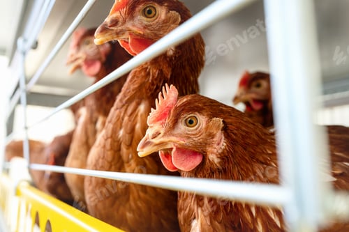 Preview: Portrait ISA Brown hens in poultry cage.