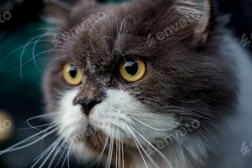 Preview: Persian cat sitting on concrete floor and look straight alone emotion.