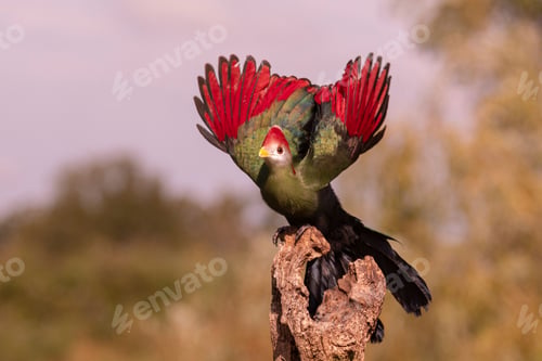 Preview: Green and red bird with wings spread perched on tree stump