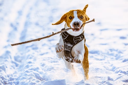 Preview: Beagle dog runs with a stick towards camera in a winter sunny day