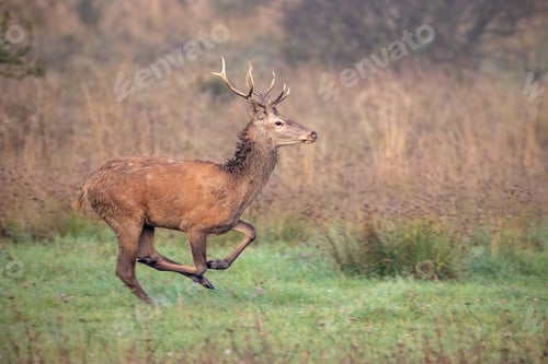 Preview: Red deer stag sprinting along a meadow in autumn