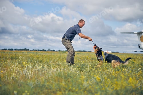 Preview: Male officer training detection dog in grassy field