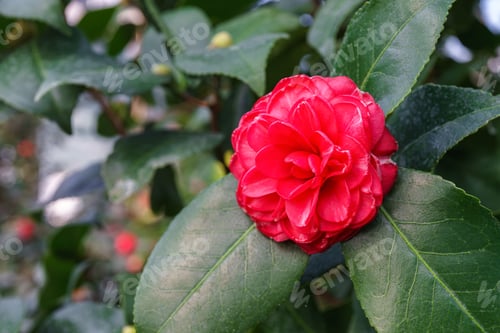 Preview: Blossom Flower Of Red Camelia Japonica, Evergreen Decorative Plant In Botanical Garden Or Orangery
