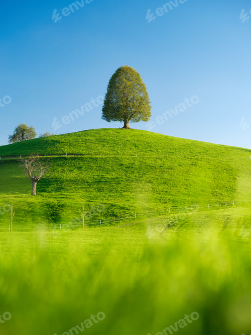 Preview: Tree on top of the hill. Landscape before sunset. Fields and pastures for animals.