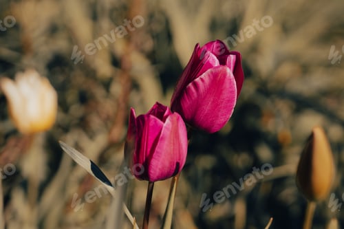 Preview: Pink Tulip Flower