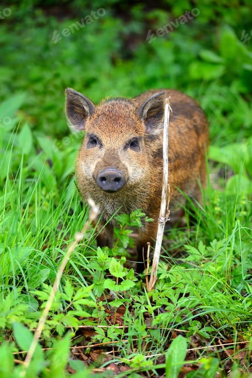 Preview: Young wild boar in the spring forest