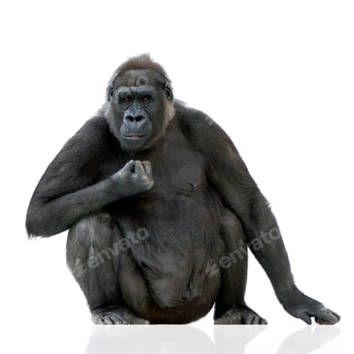Preview: Young Silverback Gorilla