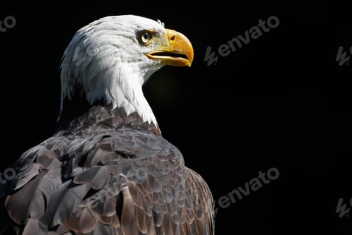 Preview: eagle, bald, us