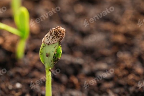 Preview: Little green seedling growing in fertile soil, closeup. Space for text