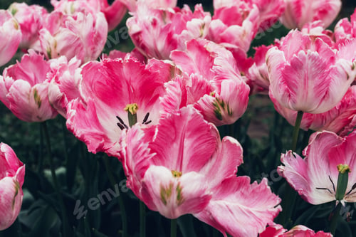Preview: Floral background.