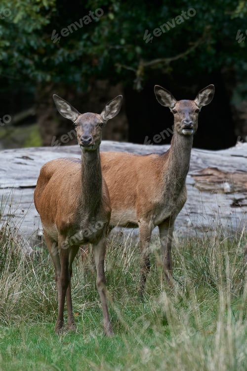 Preview: Red deer (Cervus elaphus)