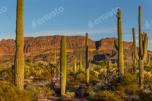 Preview: Saguaro