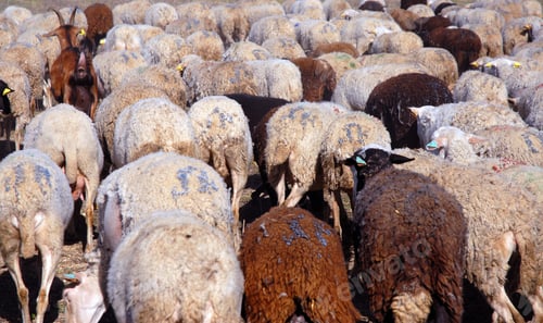 Preview: herd of sheeps