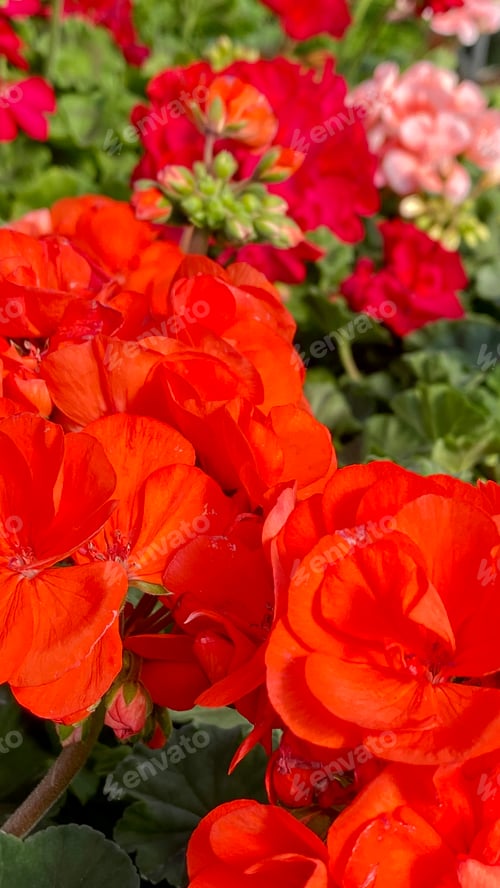Preview: Bunch of Red geranium Flowers