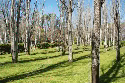 Visualização: Vista panorâmica de árvores secas devido à mudança de estação em um parque em Buenos Aires