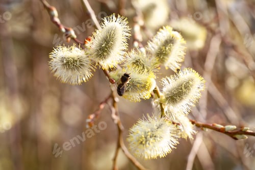 Preview: Different Plants Grow In The Park On A Sunny Day