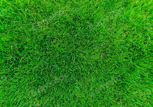 Preview: green grass texture for background