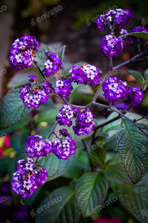 Preview: Purple Heliotrope Flowers in Garden