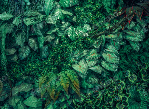 Preview: Close up group of background tropical green leaves texture and abstract background.