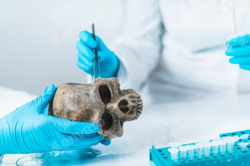 Preview: Bioarcheology. Archaeologist Analyzing Ancient Human Osteological Material in Laboratory