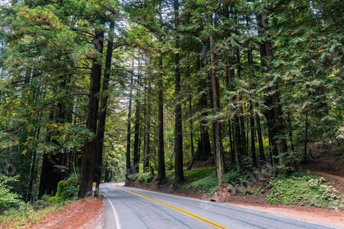 Preview: Road going through a redwood trees (Sequoia sempervirens) forest, California