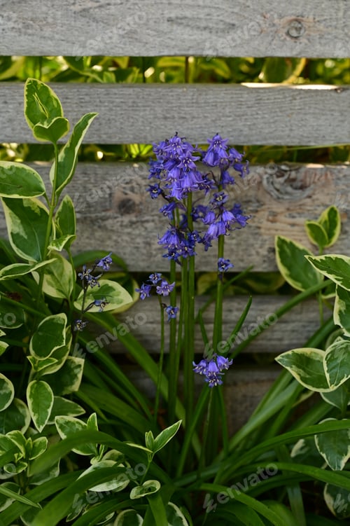 Preview: Bench surrounded by lush green leaves and vibrant purple flowers