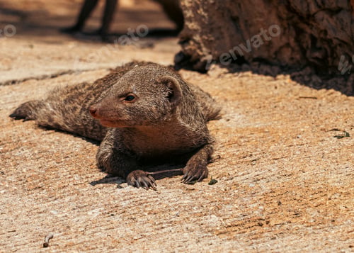 Preview: Single banded mongoose lying in the ground