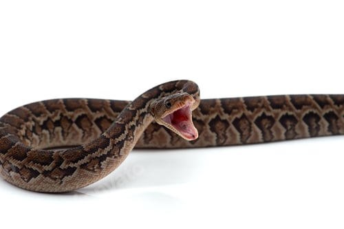Preview: Cuban tree boa isolated on white background