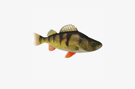 Preview: Lateral view of a perch with striped markings and orange fins