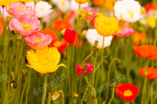 Preview: Flowers