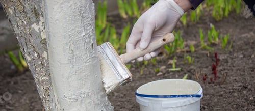 Preview: a male farmer covers a tree trunk with protective white paint against pests.