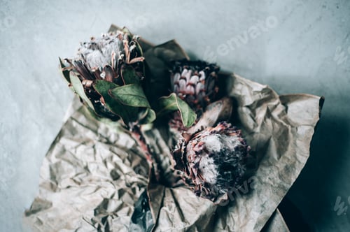 Preview: Dry protea flowers