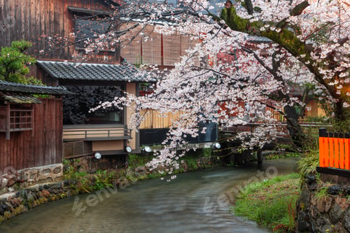 Preview: Kyoto, Japan along Shirakawa Dori Street in the Spring