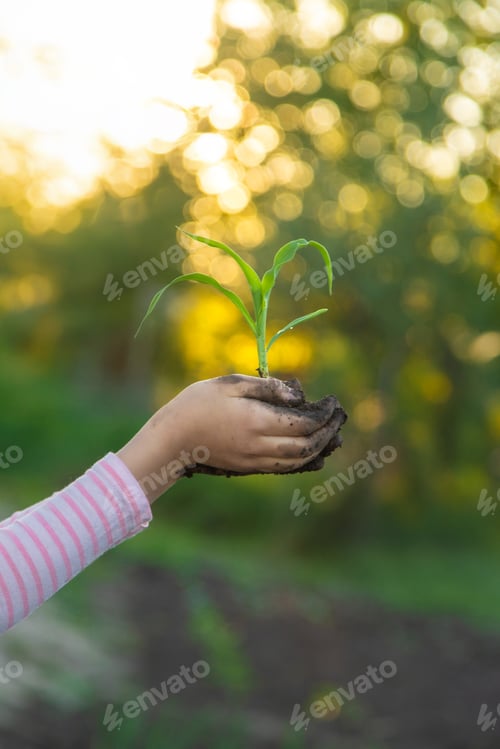 Preview: The child is planting a plant in the garden. Selective focus.