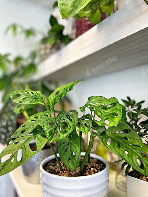 Preview: Lovely lush Monstera plant growing indoors, houseplants, green thumb gardening background.