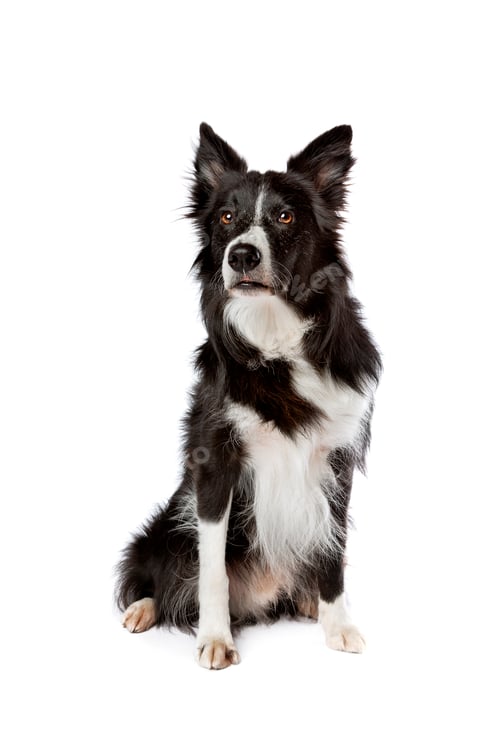 Preview: dog
