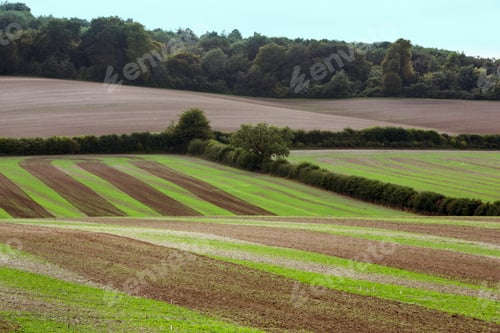 Preview: Farmland landscape in August, a rolling landscape with green and brown fields, green crop growing in