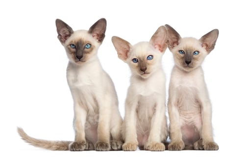 Preview: Three Oriental Shorthair kittens sitting and looking at camera against white background